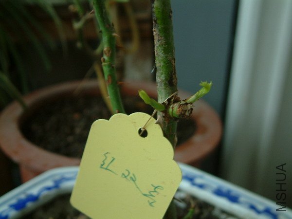 20110511_01s.jpg