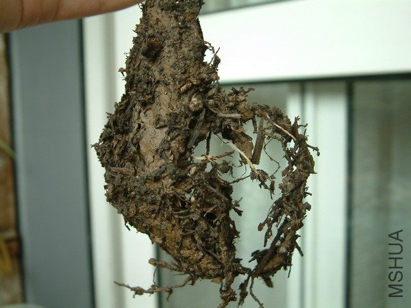 20110514_024s.jpg