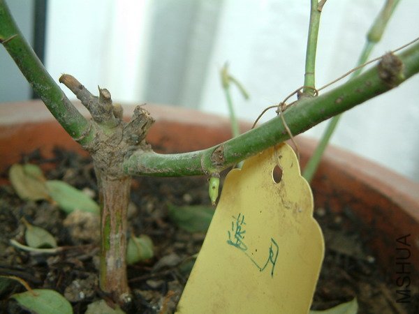 20110520_10s.jpg