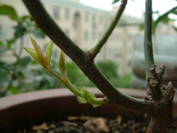 20110527_06s.jpg