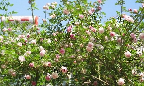 IMG_1273.jpg