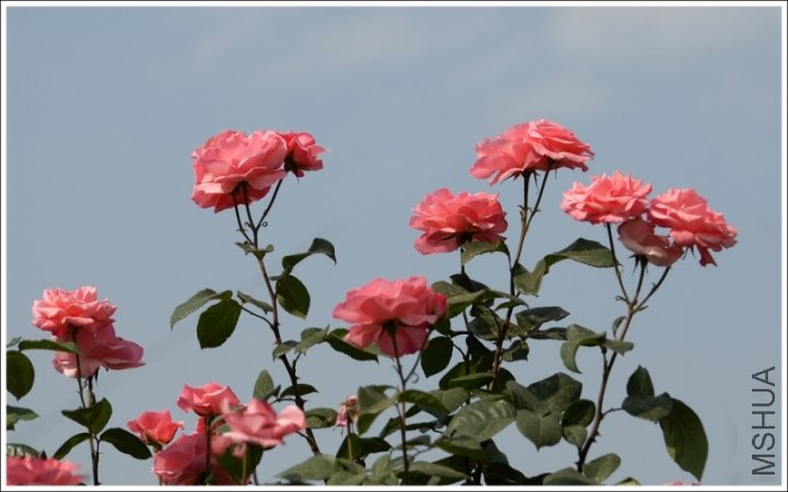 tgroup_201105152225560.jpg