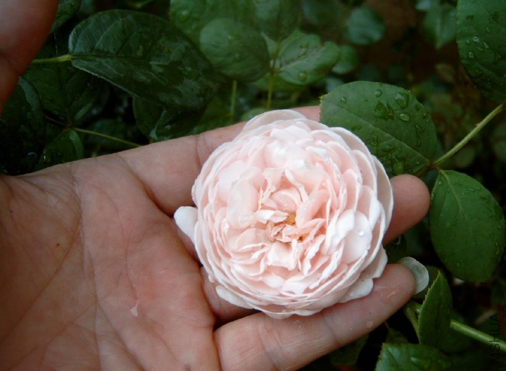 ʥ��������