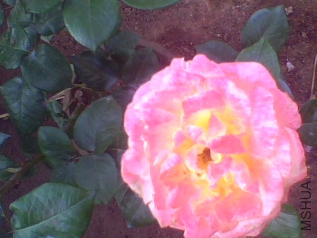 IMG0954A.jpg