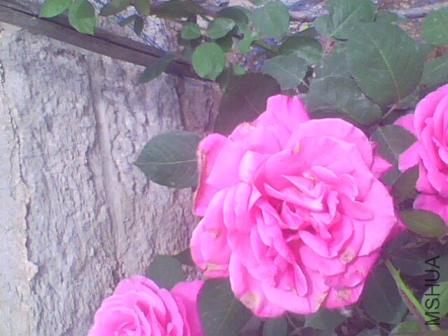 IMG0946A.jpg