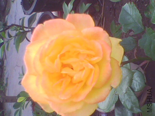 IMG0950A.jpg