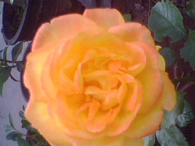 IMG0953A.jpg
