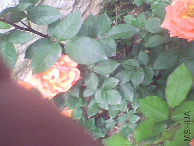 IMG0948A.jpg