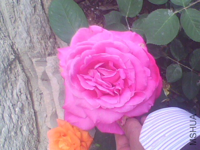 IMG0947A.jpg