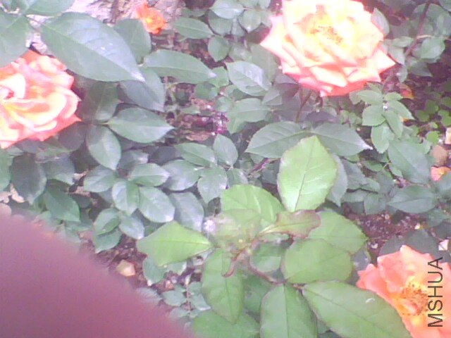 IMG0949A.jpg