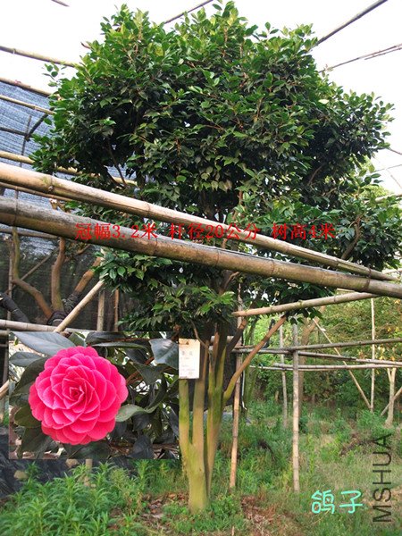 2009��6��5�ż޽�