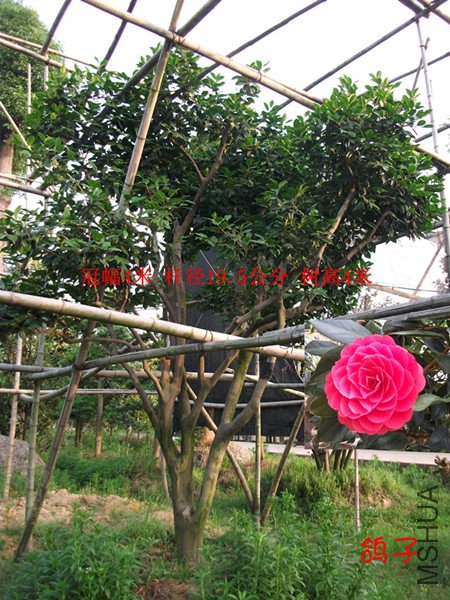 2009��6��5�ż޽�