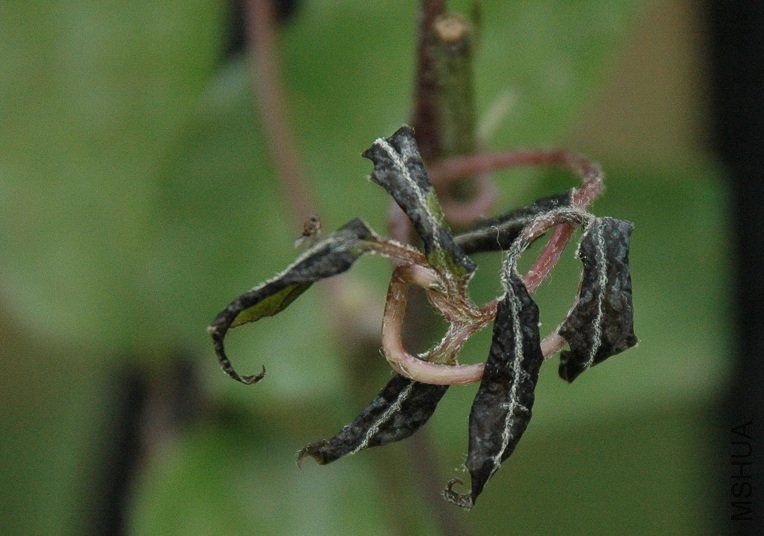 clematis_problem2.jpg