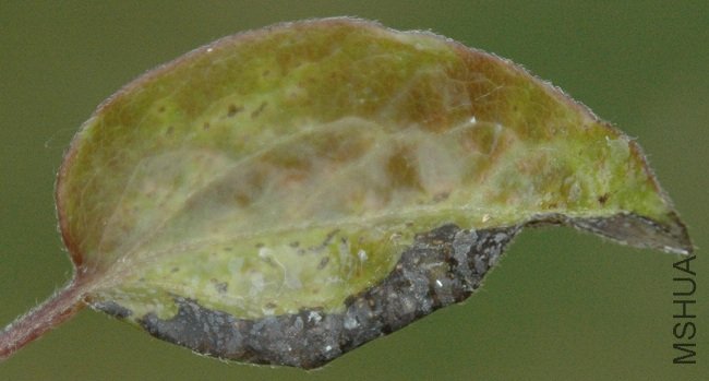 clematis_problem.jpg