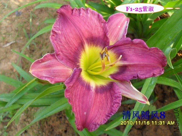 F1��25����11 (3).jpg