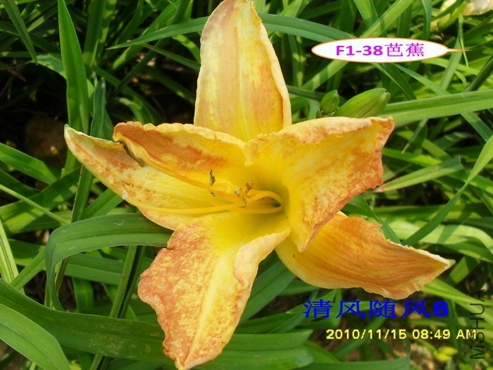 F1��38�Ž�.jpg