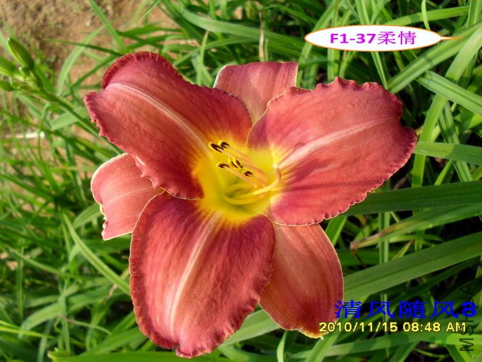 F1��37���� (2).jpg