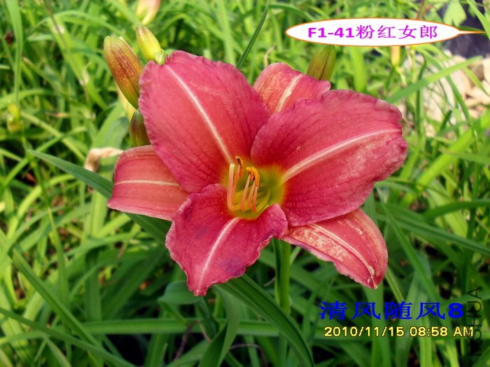 F1��41�ۺ�Ů�� (1).jpg