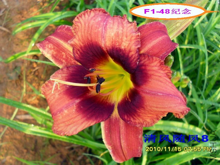 F1-48���� (2).jpg