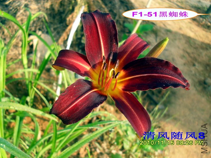 F1-51��֩�� (1).jpg