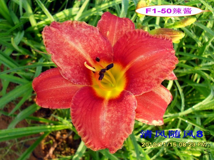 F1-50���� (2).jpg