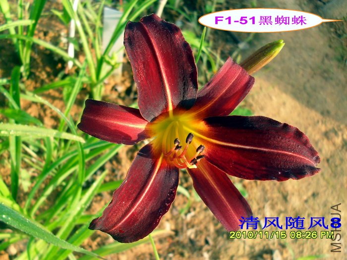 F1-51��֩�� (2).jpg