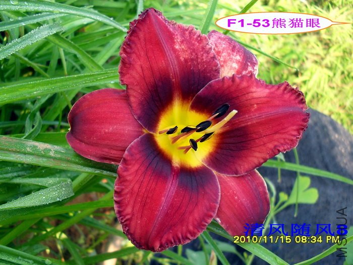 F1-53��è�� (1).jpg