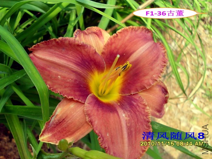 F1��36�Ŷ� (1).jpg