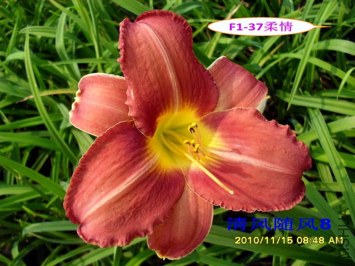 F1��37���� (1).jpg