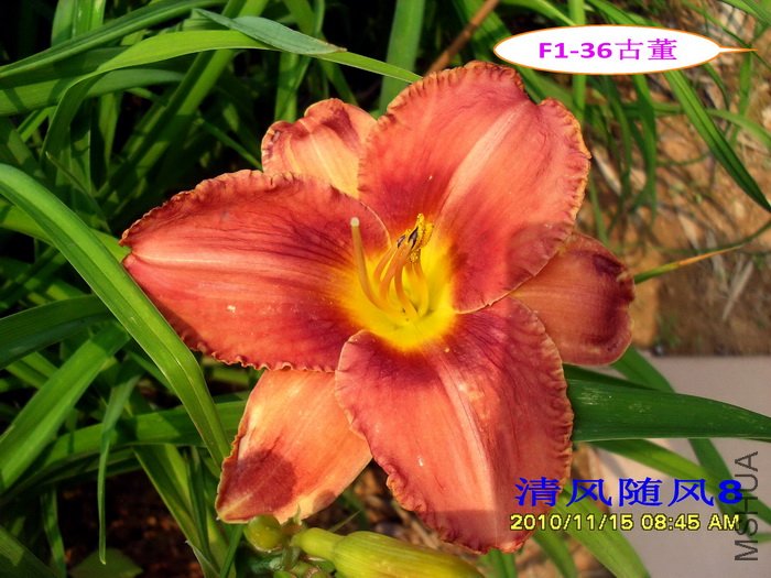 F1��36�Ŷ� (2).jpg