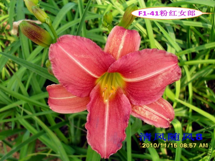 F1��41�ۺ�Ů�� (2).jpg