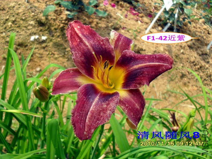 F1��42���� (1).jpg