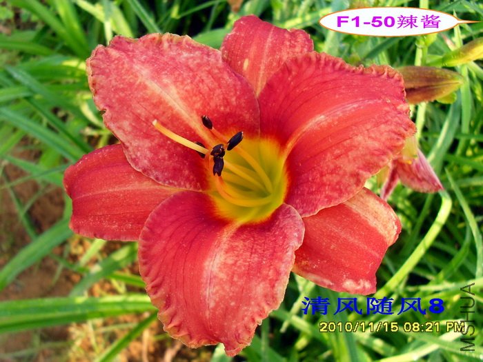 F1-50���� (1).jpg