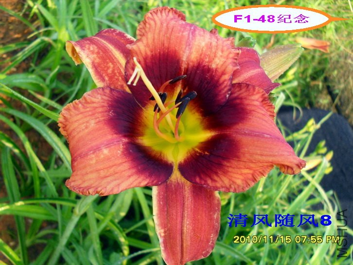 F1-48���� (1).jpg