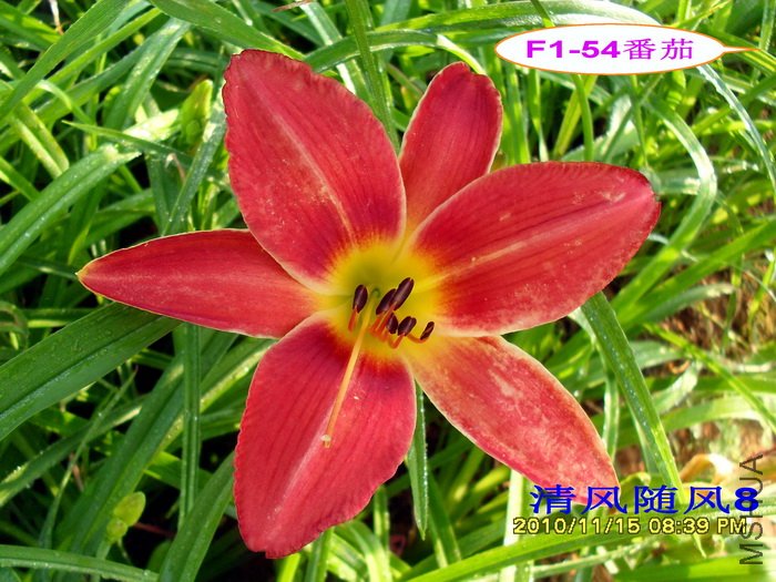 F1-54���� (2).jpg