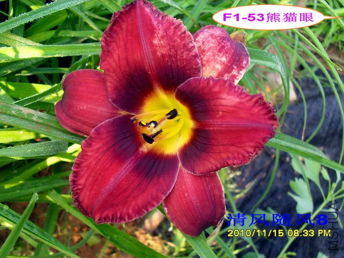 F1-53��è�� (2).jpg