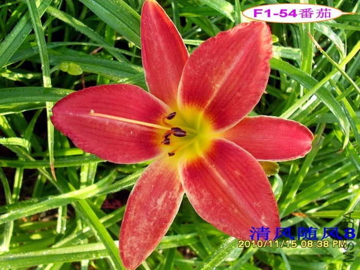 F1-54���� (1).jpg