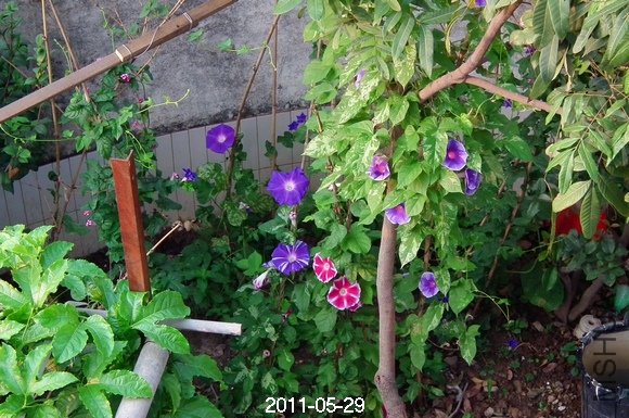 DSCF0597.JPG