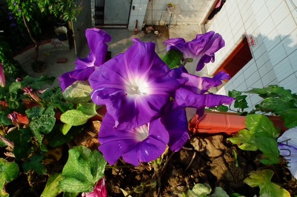 DSCF0525.JPG