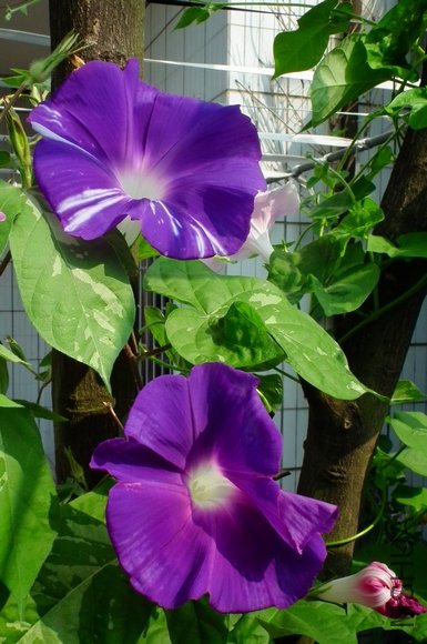 DSCF0537.JPG