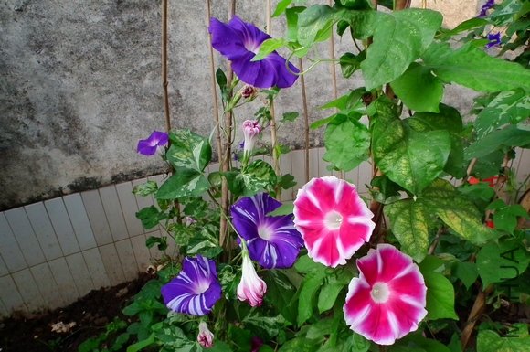 DSCF0609.JPG