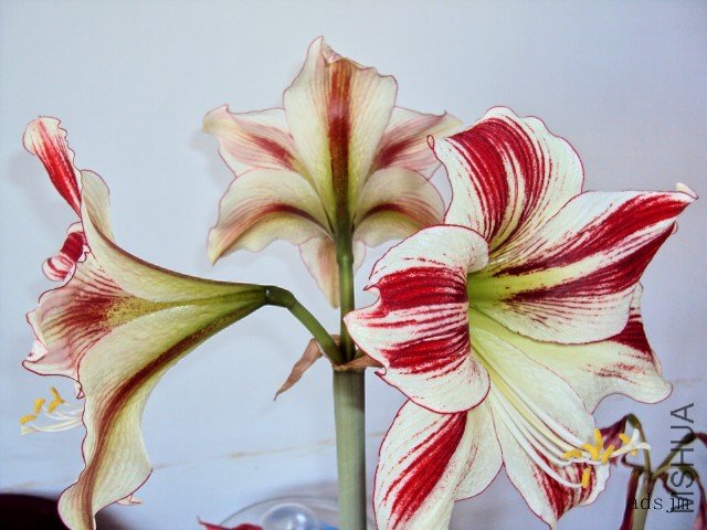conew_dsc00335.jpg