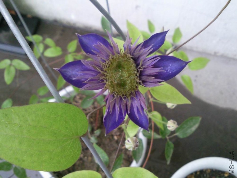 ������С ��Ƭ0988.jpg