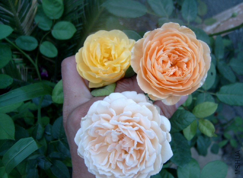 ����˹�ͻƽ����