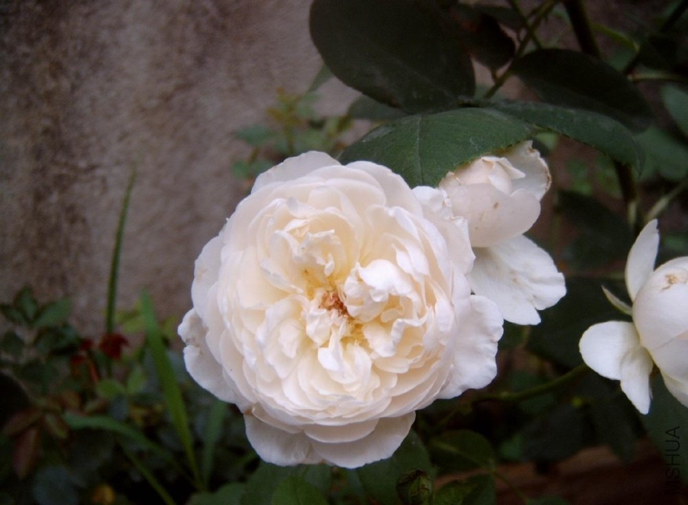 �����׳Ǳ�