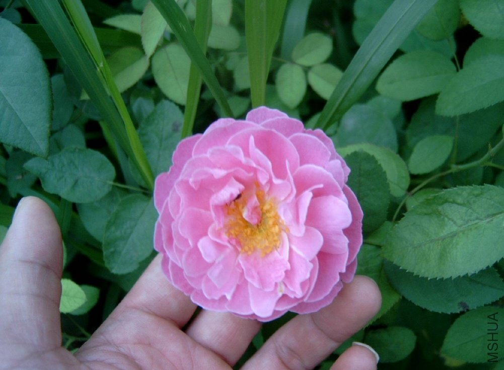 ����õ��