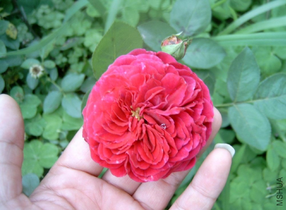 ��˹����