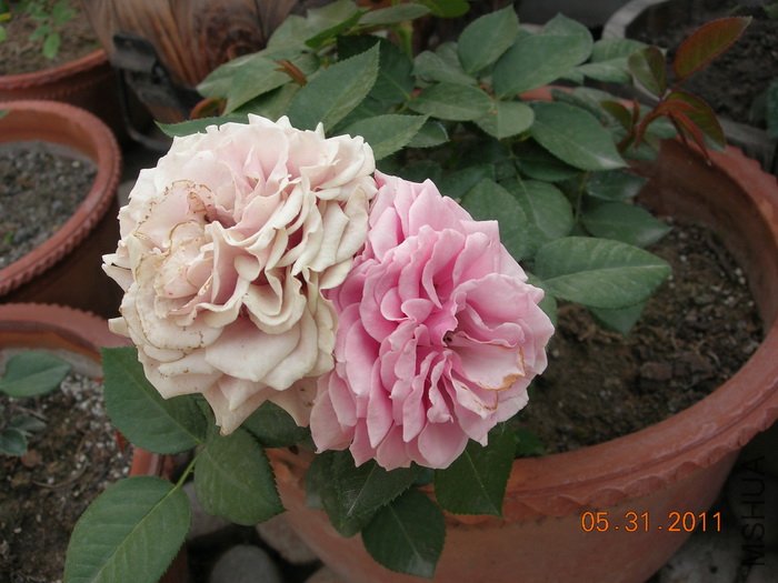 DSCN3943.jpg