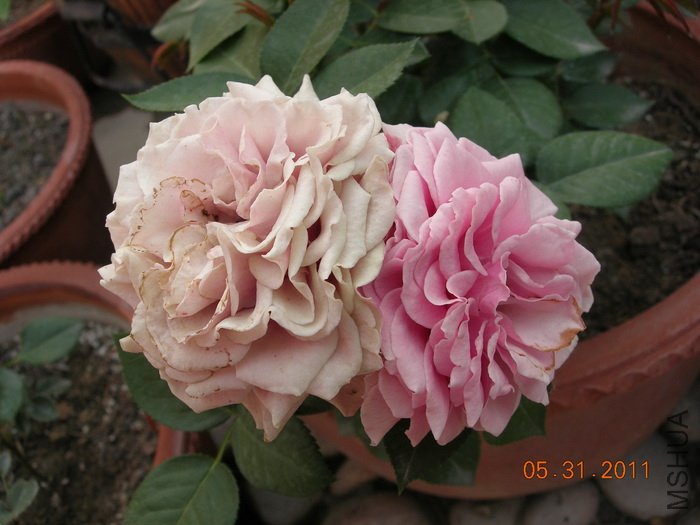 DSCN3941.jpg
