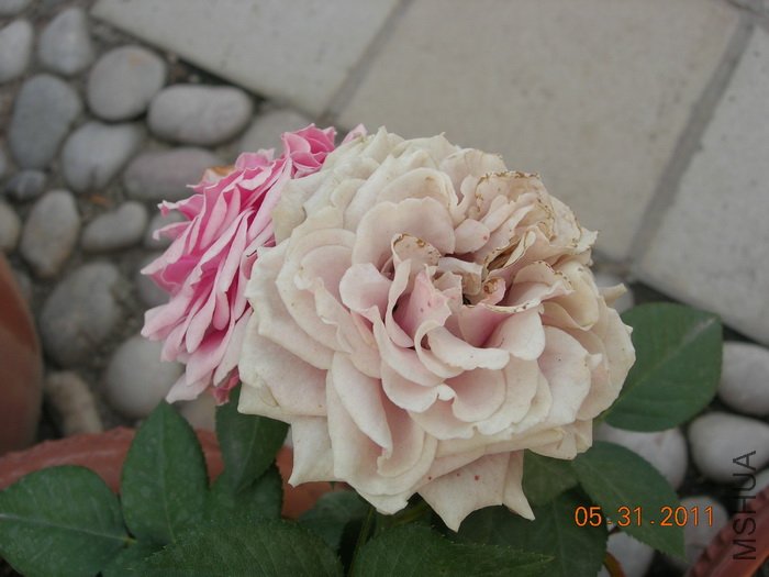 DSCN3942.jpg